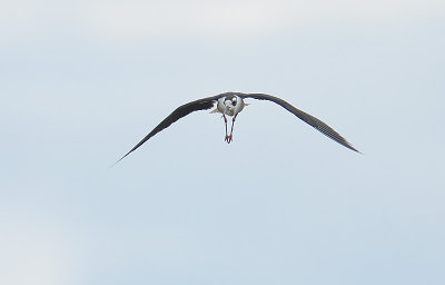 Black-necked Stilt (Himantopus mexicanus)