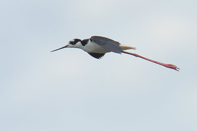 Black-necked Stilt (Himantopus mexicanus)
