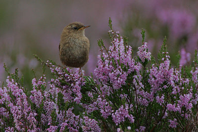 Wren in heather