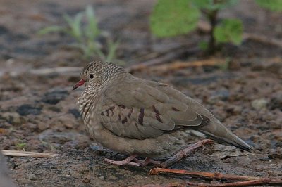 Common Ground-Dove (Columbina passerina)