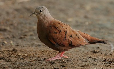 Ruddy Ground-Dove (Columbina talpacoti)
