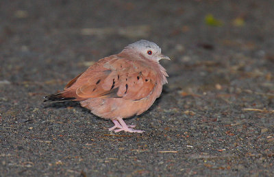 Ruddy Ground-Dove (Columbina talpacoti)