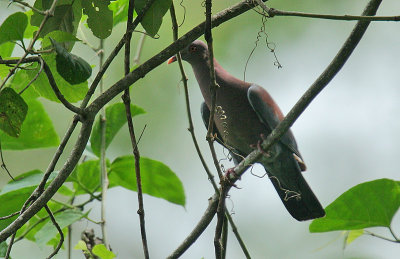 Red-billed Pigeon (Patagioenas flavirostris)
