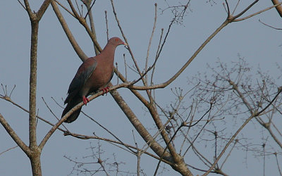 Red-billed Pigeon (Patagioenas flavirostris)