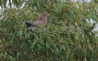 Red-billed Pigeon (Patagioenas flavirostris)