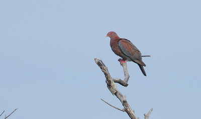 Red-billed Pigeon (Patagioenas flavirostris)