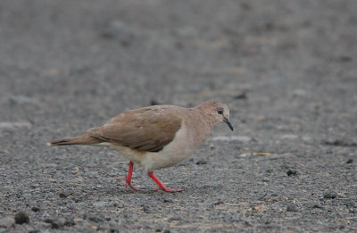 White-tipped Dove (Leptotila verreauxi)