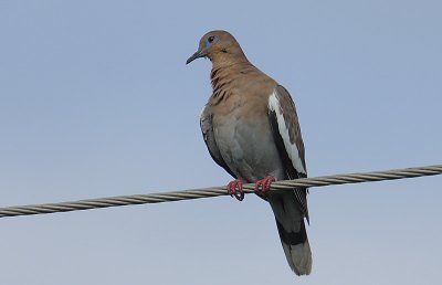 White-winged Dove (Zenaida asiatica)
