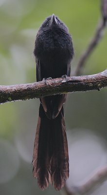 Groove-billed Ani (Crotophaga sulcirostris)