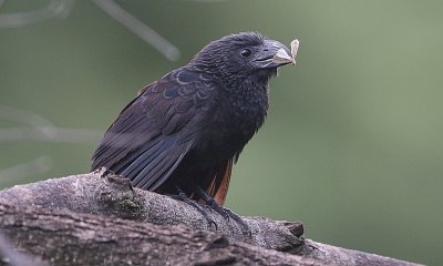 Groove-billed Ani (Crotophaga sulcirostris)