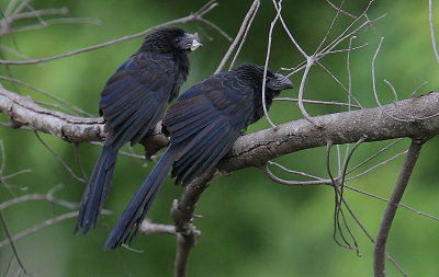 Groove-billed Ani (Crotophaga sulcirostris)