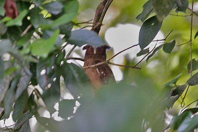 Crested Owl (Lophostrix cristata)