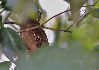 Crested Owl (Lophostrix cristata)