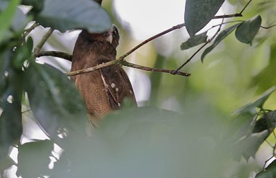 Crested Owl (Lophostrix cristata)