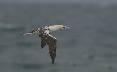 Gannet subadult