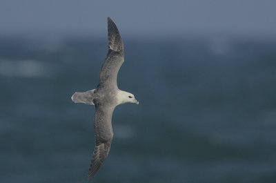 Fulmar
