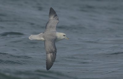 Fulmar