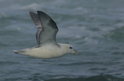 Fulmar