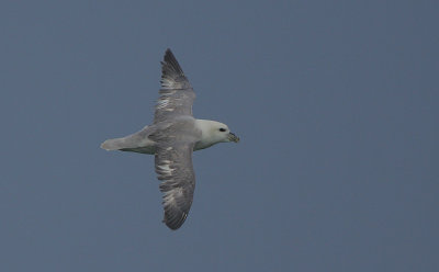 Fulmar