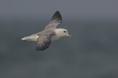 Fulmar