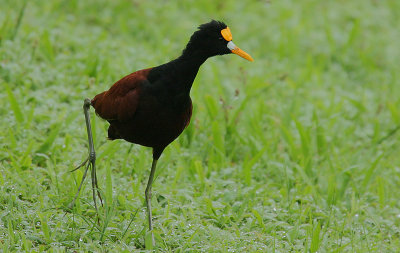 Northern Jacana (Jacana spinosa)