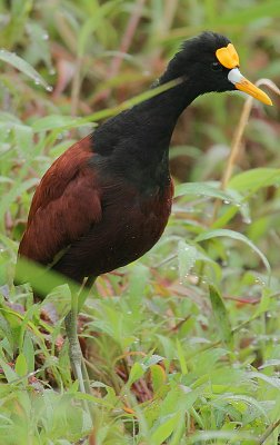 Northern Jacana (Jacana spinosa)