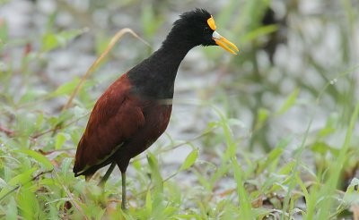 Northern Jacana (Jacana spinosa)