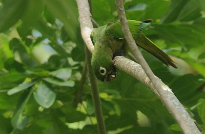Olive-throated Parakeet (Aratinga nana)