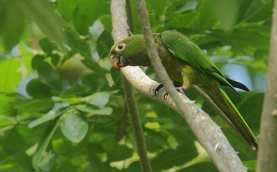 Olive-throated Parakeet (Aratinga nana)