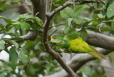 Orange-fronted Parakeet (Aratinga canicularis)