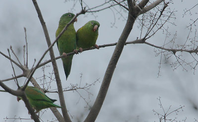 Orange-chinned Parakeets (Brotogeris jugularis)