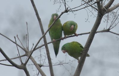 Orange-chinned Parakeets (Brotogeris jugularis)