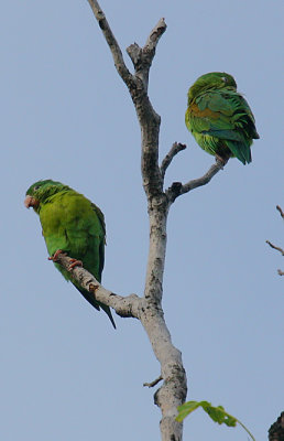 Orange-chinned Parakeets (Brotogeris jugularis)