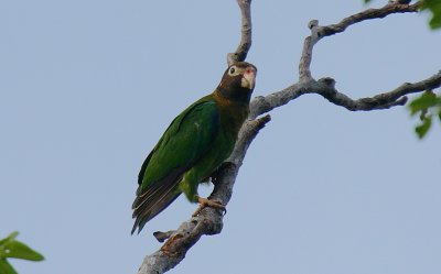 Brown-hooded Parrot (Pionopsitta haematotis)