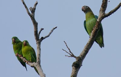 Brown-hooded Parrot (Pionopsitta haematotis) with Orange-chinned Parakeets (Brotogeris jugularis)