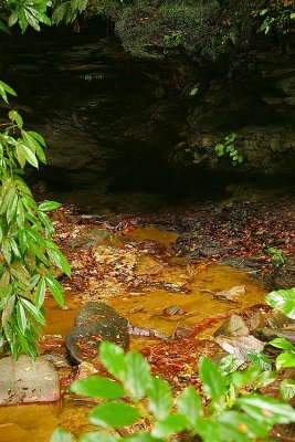 Guacharo Trail Stream