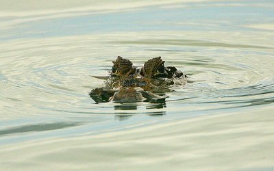 Spectacled Caiman