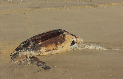 Dead Leatherback