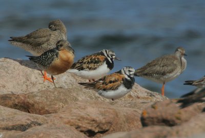 Red Knot  & Turnstone in breeding  plumage