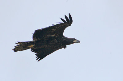 White-tailed Sea Eagle juvenile