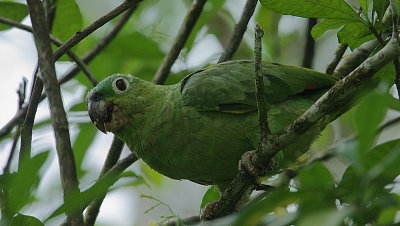 Mealy Parrot (Amazona farinosa)