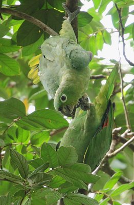 Mealy Parrot (Amazona farinosa)