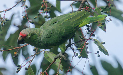 Red-lored Parrot (Amazona autumnalis)