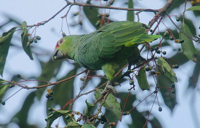 Red-lored Parrot (Amazona autumnalis)