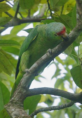 Red-lored Parrot (Amazona autumnalis)