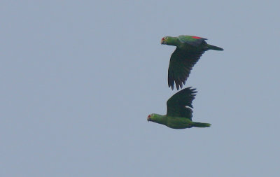 Red-lored Parrots (Amazona autumnalis) in flight
