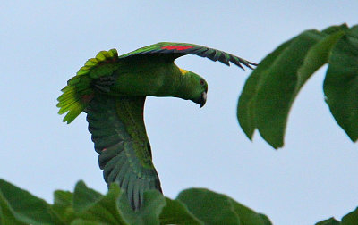 Yellow-naped Parrot (Amazona auropalliata) coming in to roost at dusk