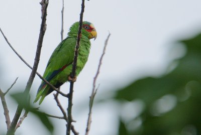 White-fronted Parrot (Amazona albifrons)