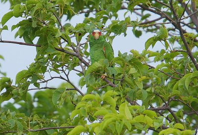 White-fronted Parrot (Amazona albifrons)