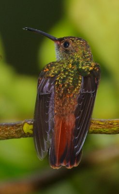 Rufous-tailed Hummingbird (Amazilia tzacatl)